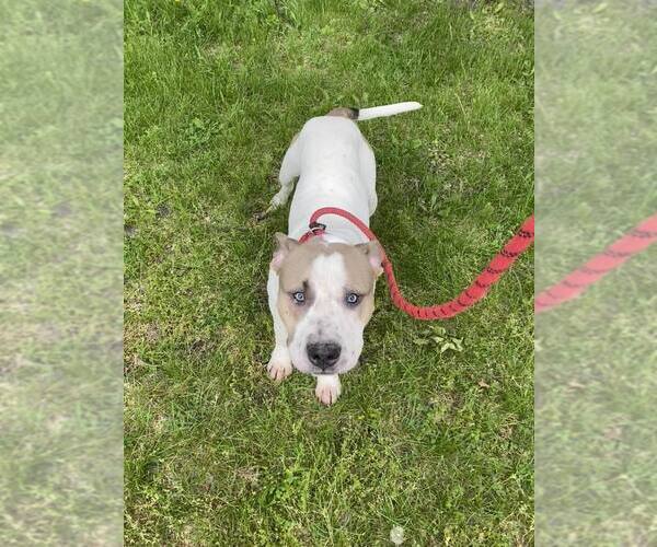 Medium Photo #3 American Pit Bull Terrier-Unknown Mix Puppy For Sale in Crete, IL, USA