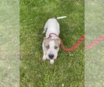 Small #2 American Pit Bull Terrier Mix