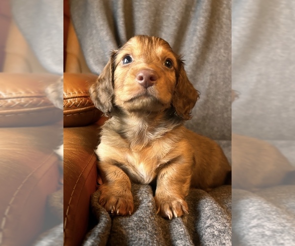 Medium Photo #4 Dachshund Puppy For Sale in CHECOTAH, OK, USA