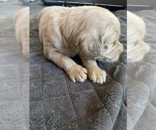 Medium Photo #2 Goldendoodle Puppy For Sale in PARKER CITY, IN, USA