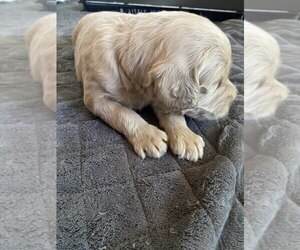 Medium Goldendoodle