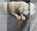 Puppy Ranger Goldendoodle