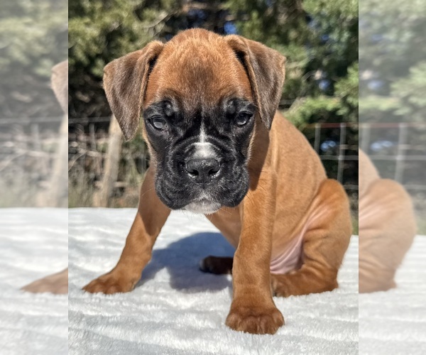 Medium Photo #2 Boxer Puppy For Sale in PAWNEE CITY, NE, USA
