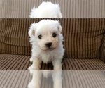 Small Photo #1 Zuchon Puppy For Sale in SHAWNEE, KS, USA