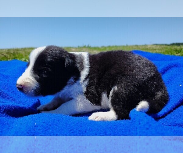 Medium Photo #6 Border Collie Puppy For Sale in NORBORNE, MO, USA