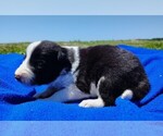 Small Photo #6 Border Collie Puppy For Sale in NORBORNE, MO, USA