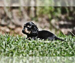 Small Photo #3 Dachshund Puppy For Sale in STATESVILLE, NC, USA