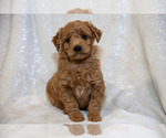 Puppy 2 Goldendoodle (Miniature)