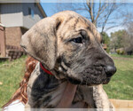 Small Photo #3 Great Dane Puppy For Sale in COMMERCE, MI, USA