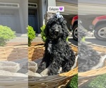 Small #2 Goldendoodle