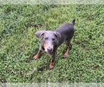 Small #12 Doberman Pinscher