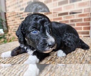 Aussiedoodle Puppy for sale in COLUMBIA, TN, USA
