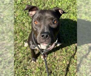 American Staffordshire Terrier-Labrador Retriever Mix Dogs for adoption in Fort Lauderdale, FL, USA