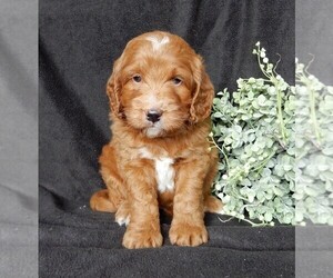 Goldendoodle (Miniature) Puppy for sale in FREDERICKSBURG, OH, USA
