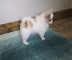 Small #8 Pomeranian