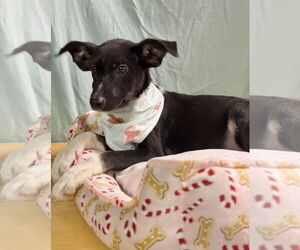 Borador Dogs for adoption in Oakhurst, NJ, USA