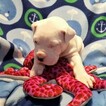 Small Photo #250 Dogo Argentino Puppy For Sale in PINEVILLE, MO, USA