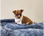 Puppy Maggie Chihuahua
