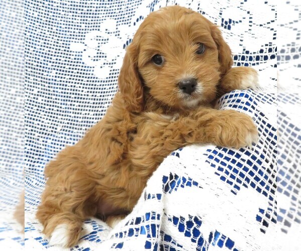 Medium Photo #2 Cavapoo Puppy For Sale in NORWOOD, MO, USA