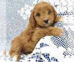 Small Photo #2 Cavapoo Puppy For Sale in NORWOOD, MO, USA