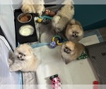 Image preview for Ad Listing. Nickname: Sable Pom