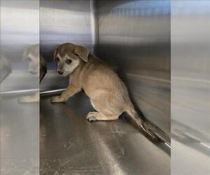 Labrador Retriever Dogs for adoption in Houston, TX, USA