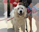 Small #1 Great Pyrenees Mix