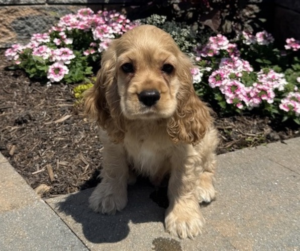 Medium Photo #6 Cocker Spaniel Puppy For Sale in CANOGA, NY, USA