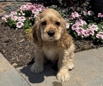 Small #5 Cocker Spaniel