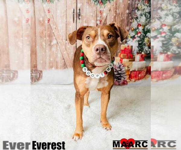 Medium Photo #4 Catahoula Leopard Dog-Unknown Mix Puppy For Sale in Maryville, TN, USA