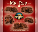 Puppy Mr Red Labrador Retriever
