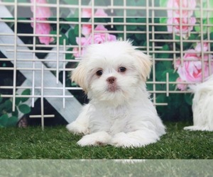 Shih Tzu Puppy for sale in MARIETTA, GA, USA