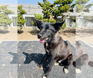 Mutt Dogs for adoption in Seal Beach, CA, USA