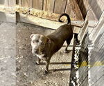 Small #2 American Staffordshire Terrier Mix