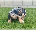Small Photo #11 English Bulldog Puppy For Sale in UNIVERSAL CITY, CA, USA