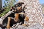 Small Photo #4 Chilier-Chipin Mix Puppy For Sale in MOUNT VERNON, OR, USA