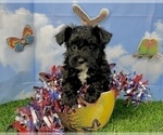 Small #12 YorkiePoo