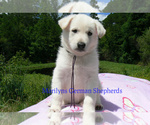 Small #4 German Shepherd Dog