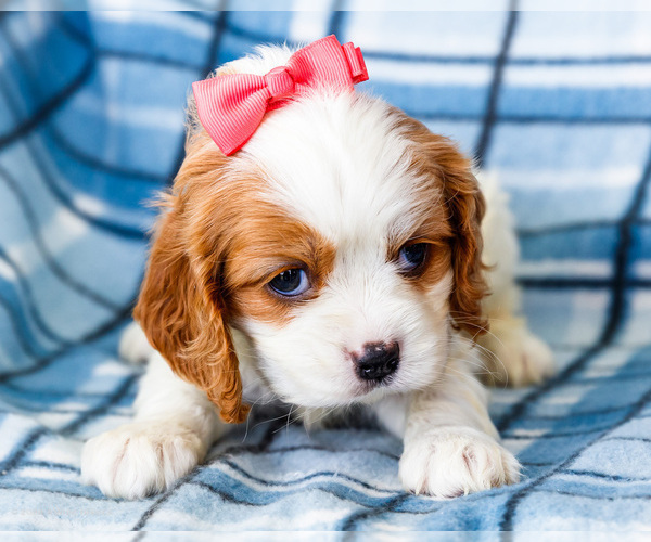 Medium Photo #43 Cockalier Puppy For Sale in WAKARUSA, IN, USA