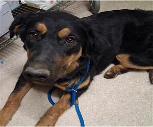 German Shepherd Dog Dogs for adoption in Bakersfield, CA, USA