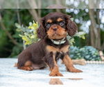 Small Photo #13 Cavalier King Charles Spaniel Puppy For Sale in SALEM, IN, USA