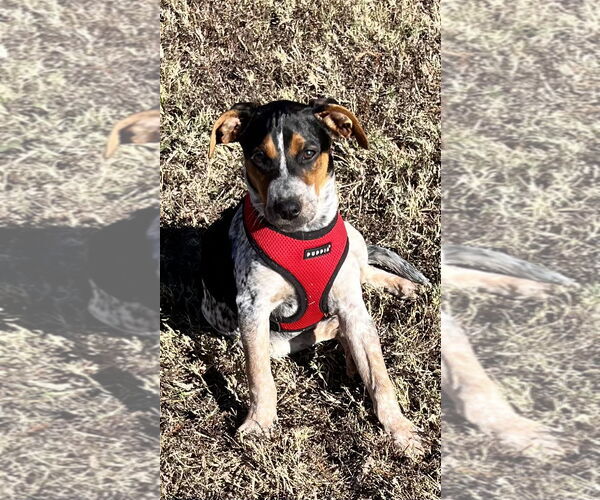 Medium Photo #3 Mutt Puppy For Sale in Euless, TX, USA