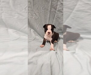 Boston Terrier Puppy for sale in SUMPTER TWP, MI, USA
