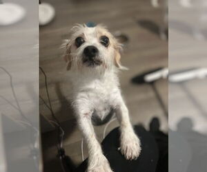 Norfolk Terrier-Unknown Mix Dogs for adoption in MIDWAY, UT, USA