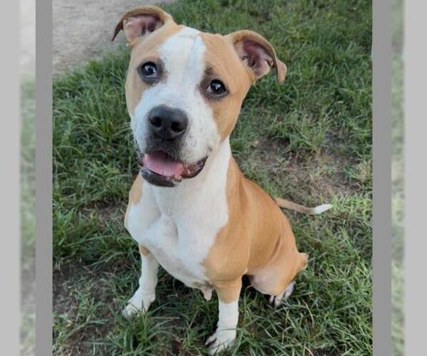 Medium Photo #1 Boxer-Unknown Mix Puppy For Sale in Conroe, TX, USA
