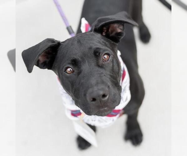 Medium Photo #2 Labrador Retriever-Unknown Mix Puppy For Sale in San Diego, CA, USA