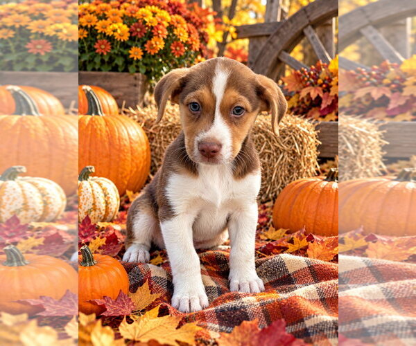 Medium Photo #1 Australian Shepherd-Unknown Mix Puppy For Sale in Southbury, CT, USA