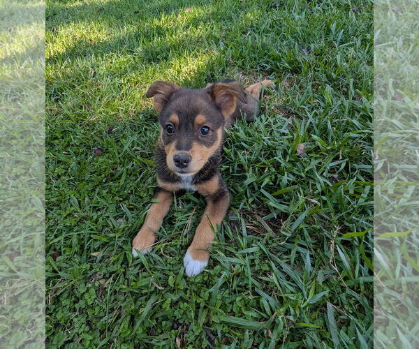Medium Photo #1 Shepradors Puppy For Sale in The Woodlands, TX, USA