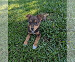 Small Shepradors