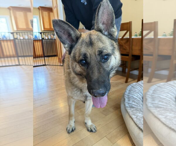 Medium Photo #1 Mutt Puppy For Sale in Shelburne, VT, USA